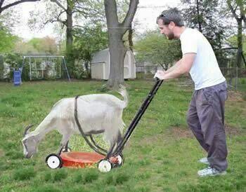 Goat Lawn Mower